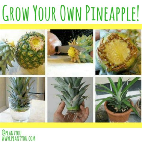 How To Grow Your Own Pineapple At Home Plantyou