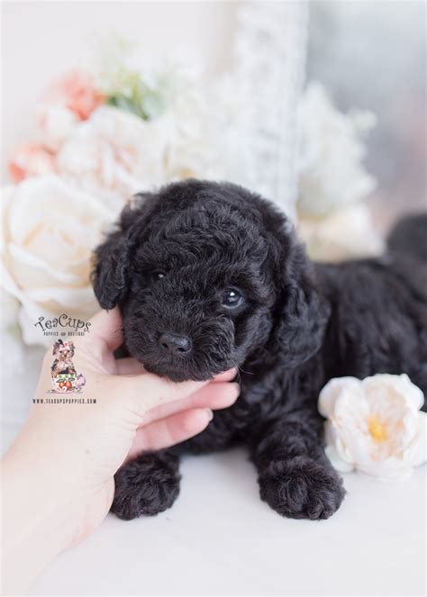Black Toy Poodle Puppy For Sale Teacup Puppies 379 A Teacup Puppies