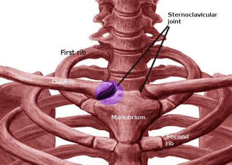 Anatomy Of The Sternoclavicular Joints Viewed From The Anterior Aspect CLOUD HOT GIRL