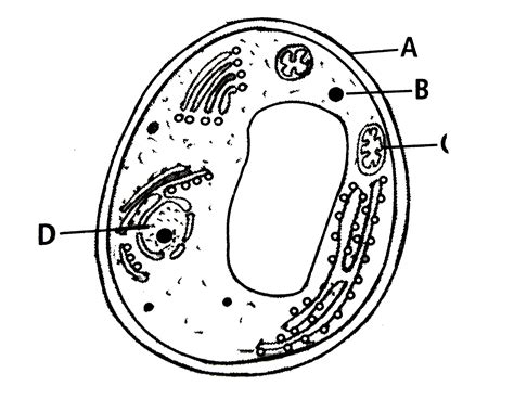 The Diagram Shows The Structure Of A Fungal Cell With Different Parts