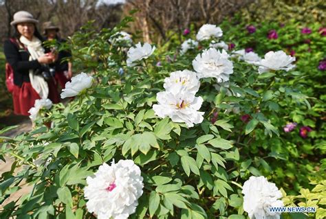 Peony Cultural Festival Opens In Central China Cn