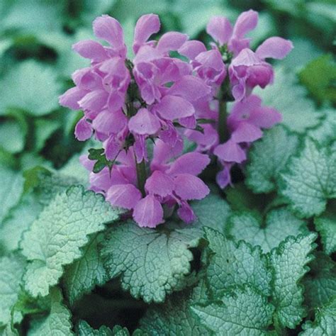 Orchid frost lamium is a great groundcover for dry shade. Lamium maculatum Orchid Frost