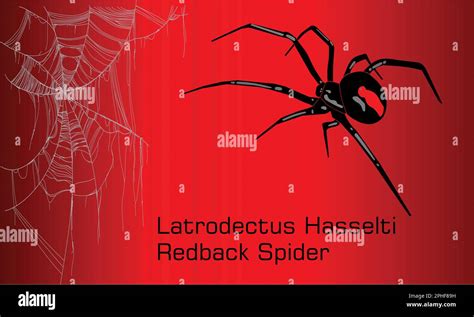 Australian Black Widow Spider Illustration Adult Female Red Back
