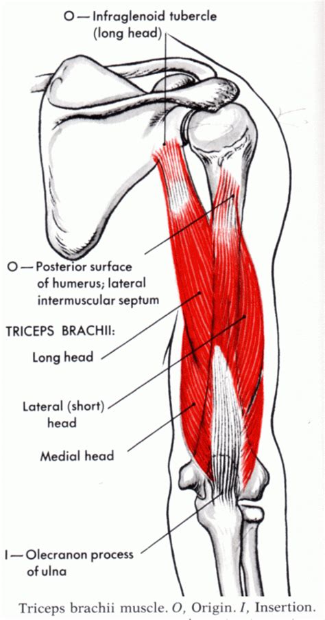 Anatomy Of The Triceps Muscle Anatomical Charts And Posters