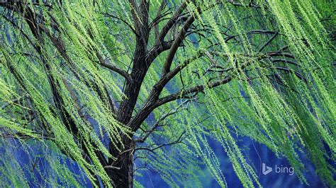 A Weeping Willow Tree October 2015 Bing Wallpaper Preview