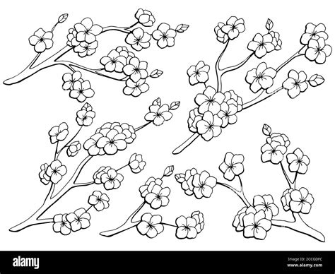 Sakura Graphic Flower Branch Black White Isolated Sketch Set