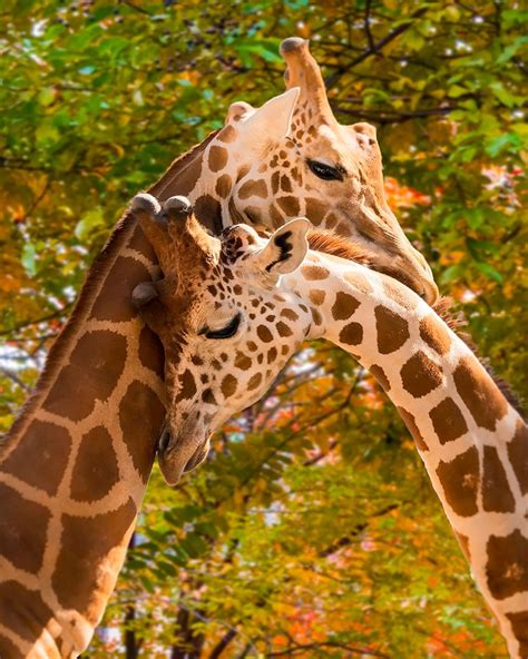 giraffes in love by denotsos