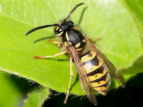 Yellow Jackets Yellow Jacket Indentification And Pest Control And Elimination
