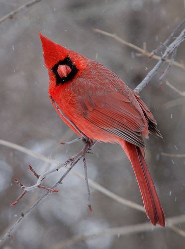 Northern Cardinal Cardinalis Cardinalis Animals Beautiful Birds