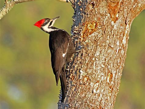North Carolina Mountain Birds Pileated Woodpecker