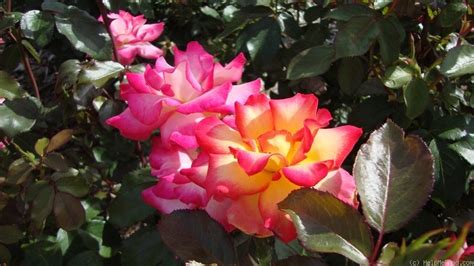 Rainbow Sorbet Rose Photo