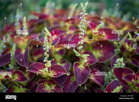 Coleus Blumei Colorfull Plant Stock Photo Alamy