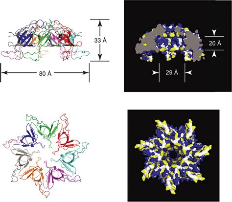 Chaperonin Assisted Protein Folding A Chronologue Quarterly Reviews