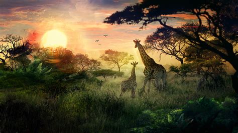 Animals Giraffes Landscape Sun Deviantart Nature Wallpapers Hd