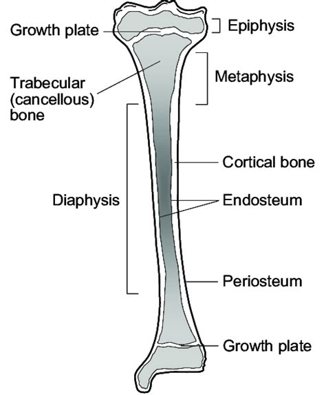 Label number 1 in the diagram indicates which part of the bone. Schematic view of a growing long bone (tibia). Adapted ...