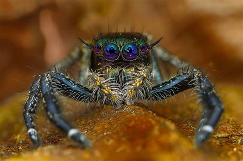 Discover The Beauty Of Spiders Through Microscopic Photographs Photo