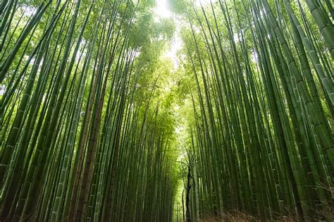 Green Bamboo Trees During Daytime Hd Wallpaper Peakpx