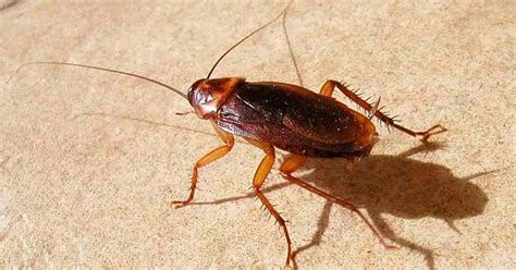 We did not find results for: Apa sih Kecoa Pelompat itu? | Belajar Sampai Mati