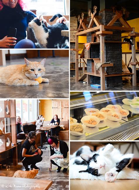 Seattles First Cat Cafe Opens Seattle Cat Photography Kamoore
