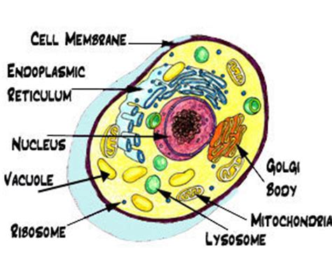 Blank animal cell diagram to label human body anatomy. Animal cell: science project | Glogster EDU - Interactive ...