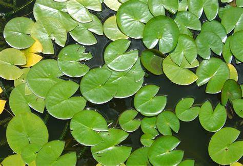 Free Water Lily Leaves Stock Photo