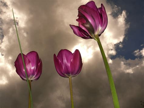 Free Images Blossom Flower Petal Tulip Flora Clouds Beautiful