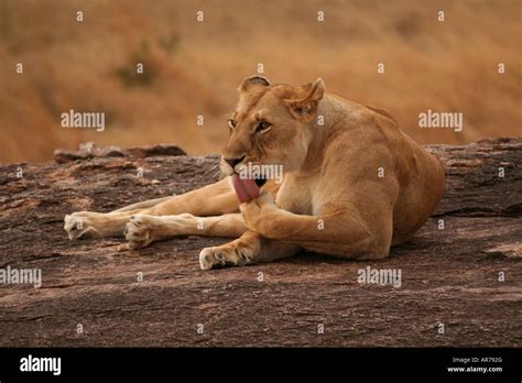 Lioness Licking Her Paw Masai Mara Np Kenya Stock Photo Alamy