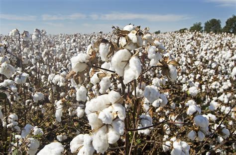 California Cotton Fields: Can Cotton be Climate Beneficial 