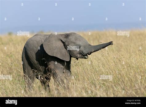 African Elephant Loxodonta Africana Young Smelling The Air Amboseli