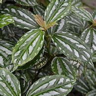 Brandon leahy 27724 harrison ave 9519281375. Tropical plants | City of Vancouver
