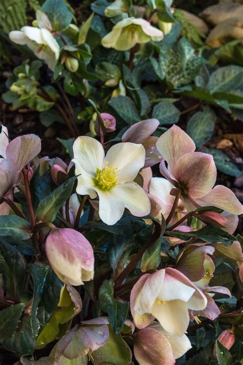 How To Grow And Care For Hellebores Westbury Garden Rooms
