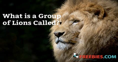 Lion group holdings limited, located in hong kong, is an independent advisory firm with a global lion group holdings limited was established to keep our client's best interests as top priority, and. TRIVIA: What is a Group of Lions Called?
