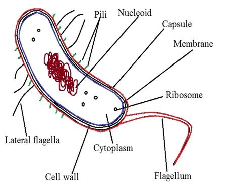 Vibrio Comma Studyhelp