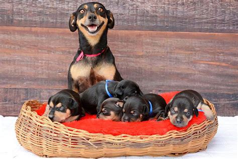 50 Proud Dog Mommies With Their Puppies New Pics Bored Panda