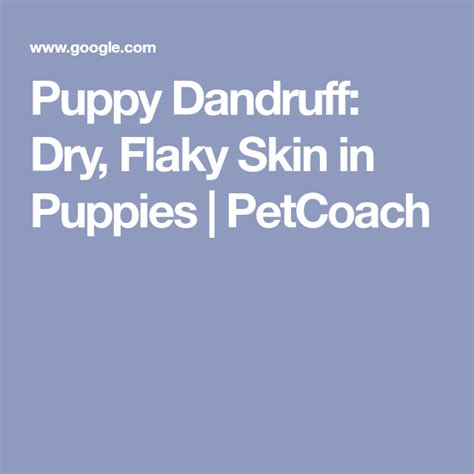 Puppy Dandruff Dry Flaky Skin In Puppies Petcoach Puppy Dandruff