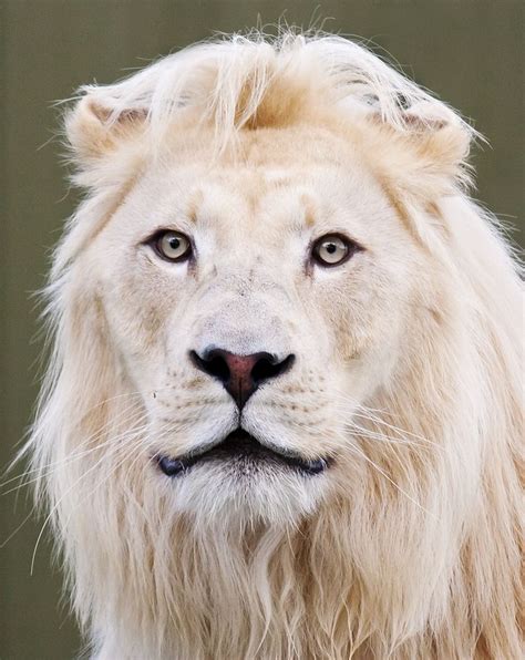 ~~me A Bad Hair Dayhow Dare You By Bigcatphotos Uk~~ Animals