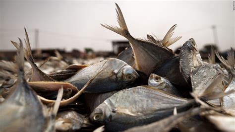 The Great Fish Robbery That Costs Africa Billions Cnn