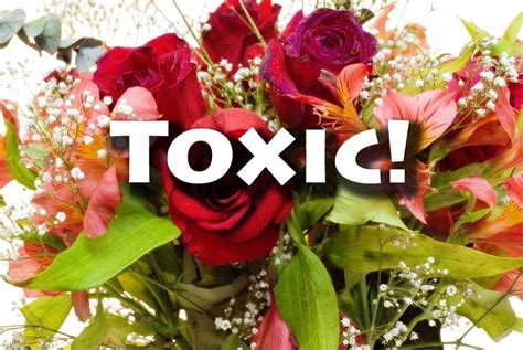 Cut Flowers A Major Yet Little Known Source Of Toxic Pesticides