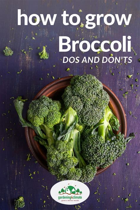Growing Broccoli How To Grow Broccoli Plants In The Vegetable Garden