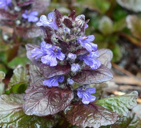 Classy Groundcovers Ajuga Reptans Chocolate Chip Creeping Carpet