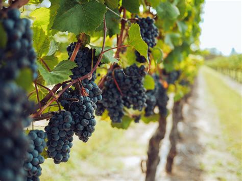 Bunches Of Grapes Hanging From Vines · Free Stock Photo