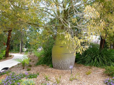 Brachychiton Rupestris The Bottle Tree Of Australia Gardening On