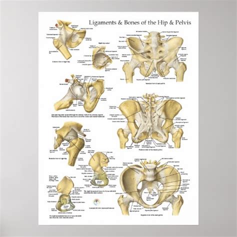 Ligamentos Ancas E Ossos Da Anatomia Da Pelve Poster Zazzle