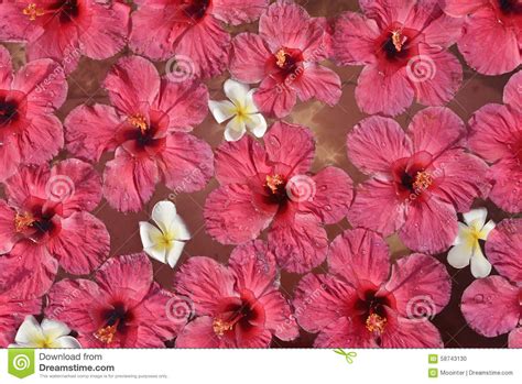 Hibiscus Flowers Stock Photo Image Of Flower Aqua 58743130