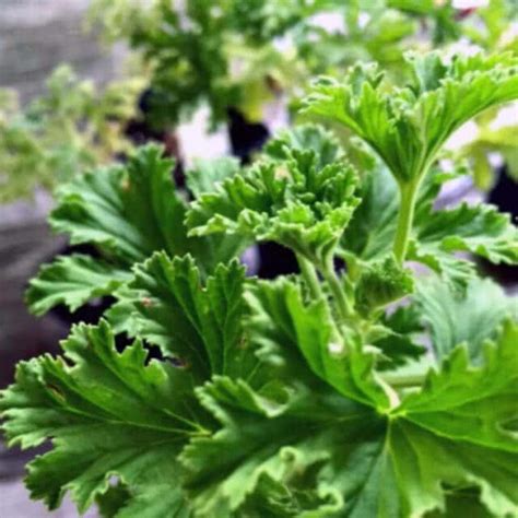How To Propagate Rose Scented Geraniums