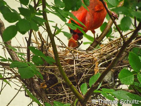 Atlas Photo Gallery Northern Cardinal Wisconsin Society For Ornithology