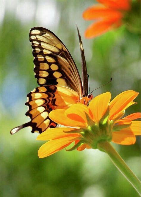 Beautiful Bugs Beautiful Butterflies Beautiful Flowers Butterfly