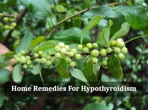 10 Effective Home Remedies To Treat Hypothyroidism