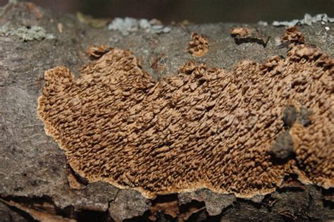 Brown Toothed Crust Fungus Hydnochaete Olivacea