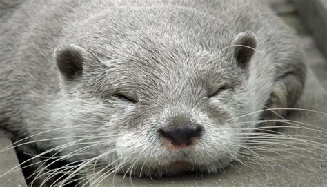download cute otter sleeping picture